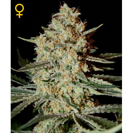 Himalaya Gold